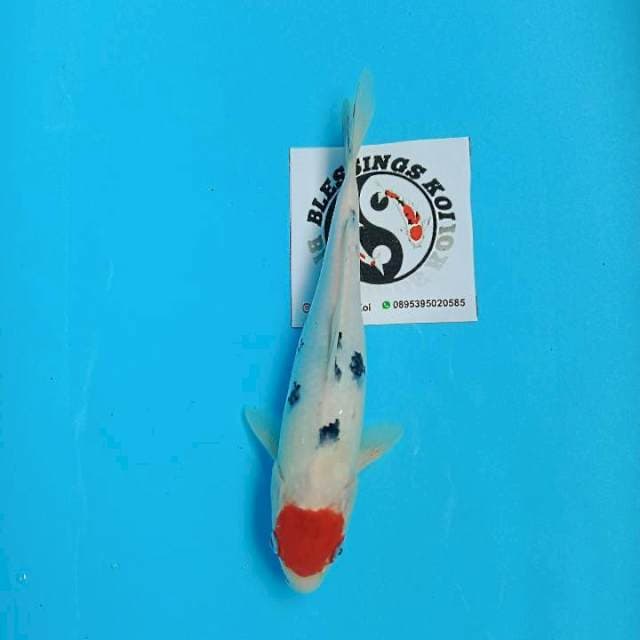 TC Sanke 26cm
