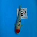 TC Sanke 26cm