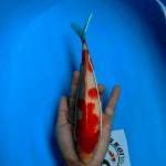 Kohaku Red Strong 25cm
