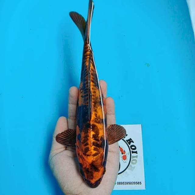 Kikokuryu 25cm