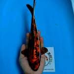 Kikokuryu 25cm