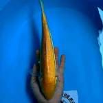Karasi Doitsu Mata Merah 30CM