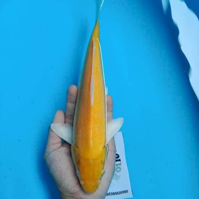 Karahsi lemon 29CM