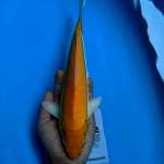 Karahsi lemon 29CM