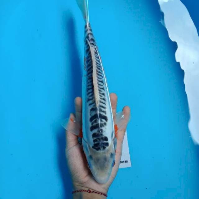 Shusui 33cm