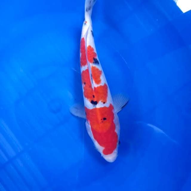 Sanke 25cm