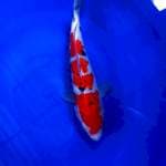 Sanke 25cm 