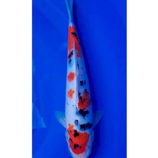 Sanke 30cm F
