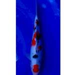Maruten Sanke Original 31cm F