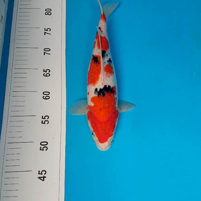 SANKE 33 cm
