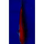 Kohaku 31 M
