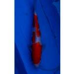 Kohaku 32cm (F)