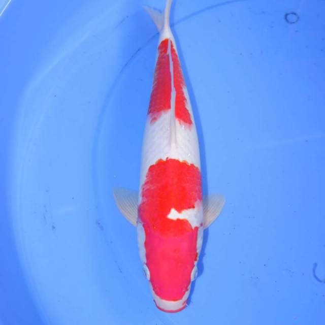 34cm KOHAKU