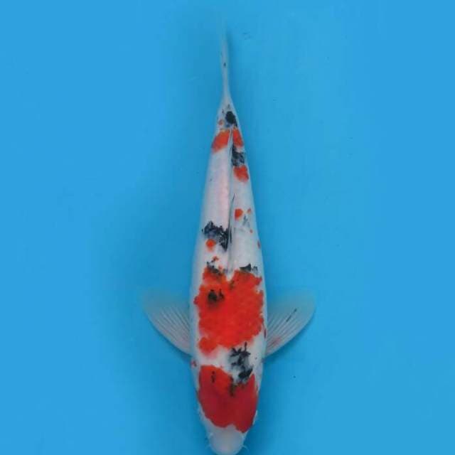 Sanke sandan 37 cm