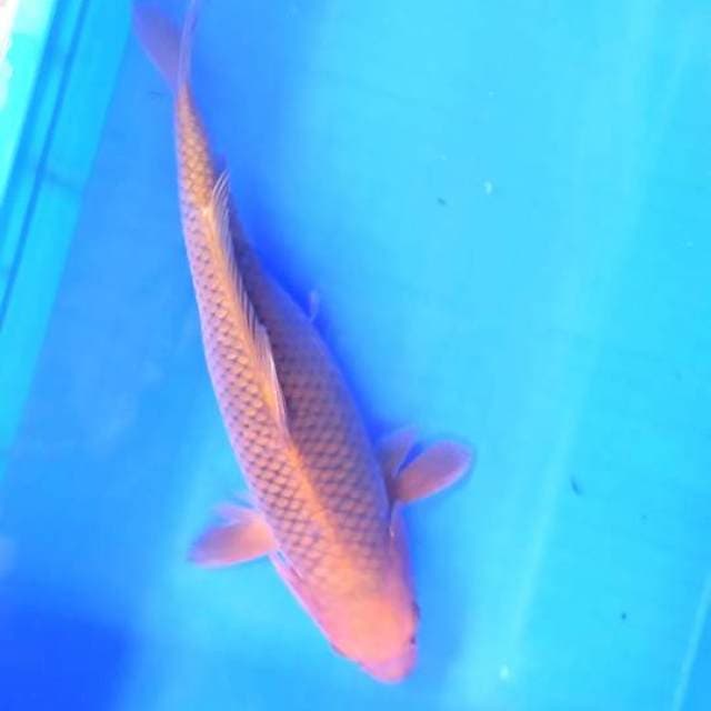 Chagoi tembaga38 cm