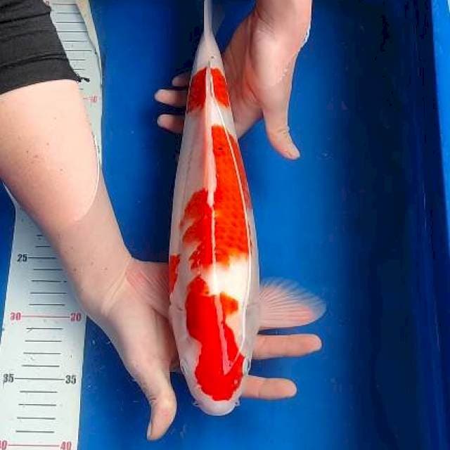 Kohakku bulky 40cm