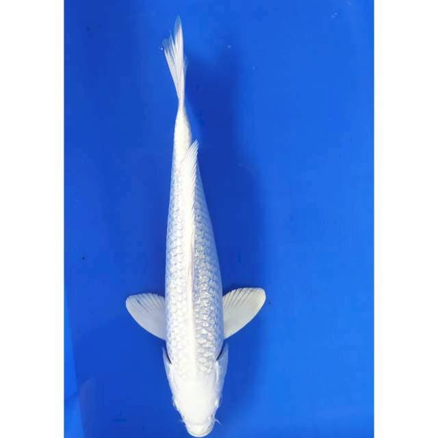Platinum ginrin 34 cm