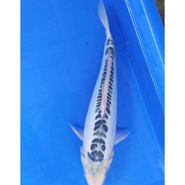 Shusui 32 cm