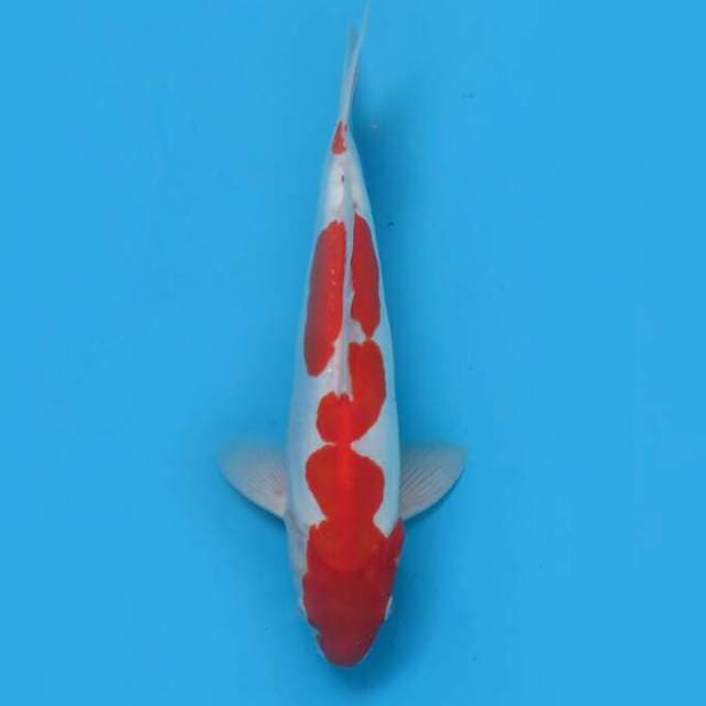Kohaku petir 30 cm