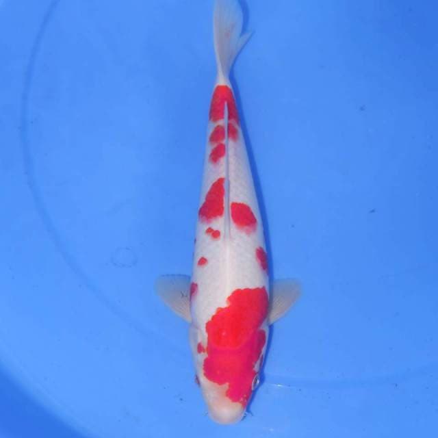 KOHAKU