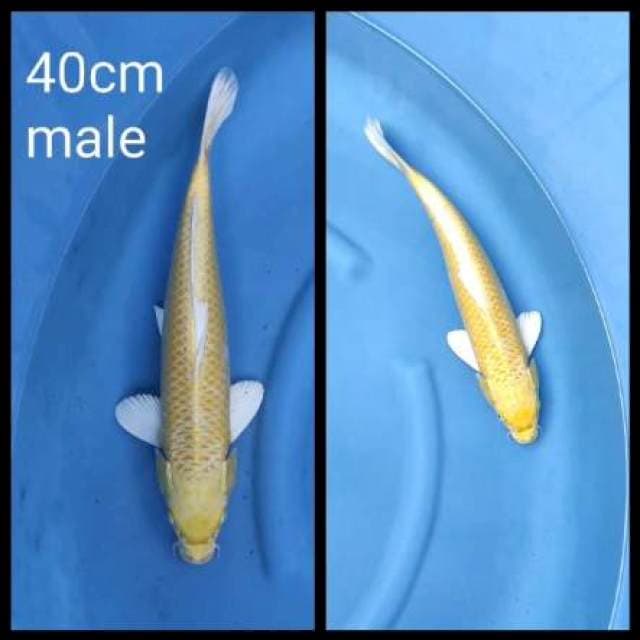 Yamabuki ogon