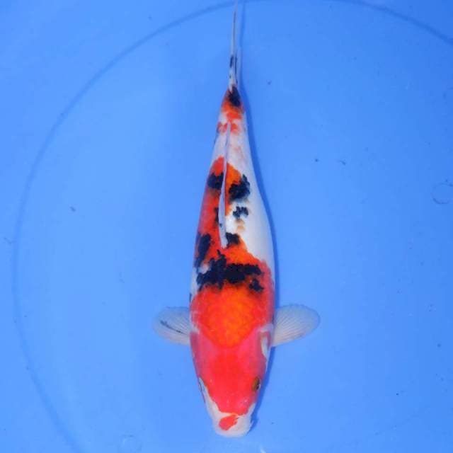 30cm SANKE