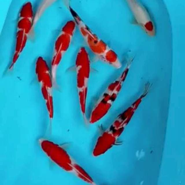 Mik koi 22:26cm