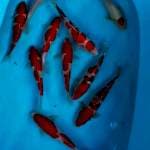 Mik koi 22:26cm