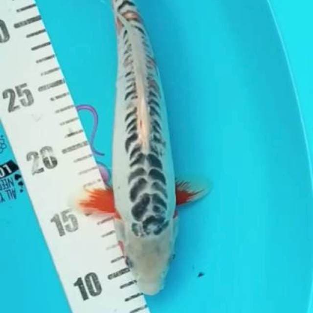 Shusui 28cm