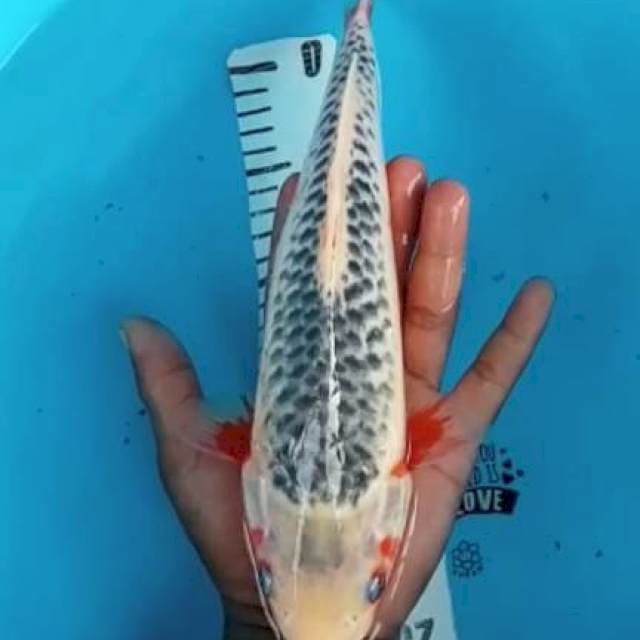 Asahi 29cm