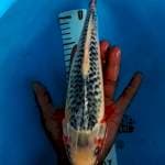 Asahi 29cm