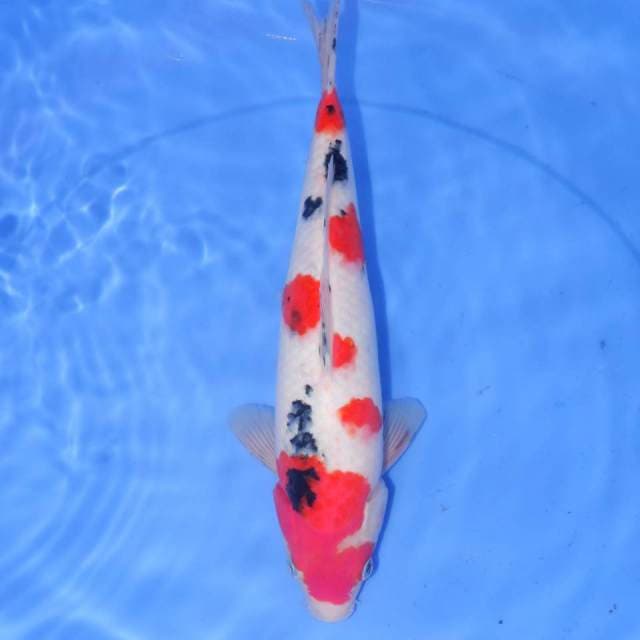 30cm SANKE