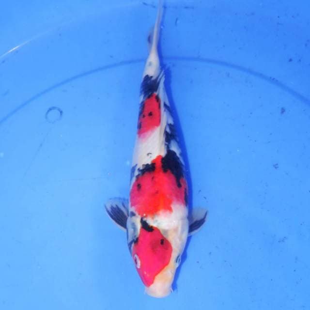 27cm SHOWA