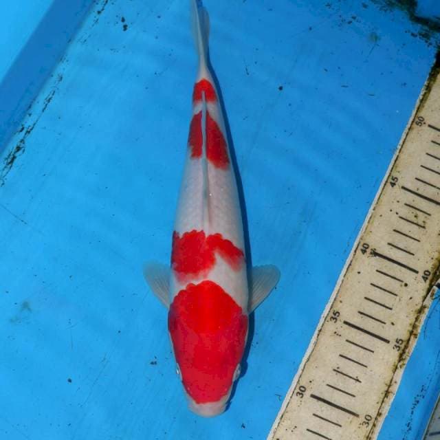 27cm KOHAKU