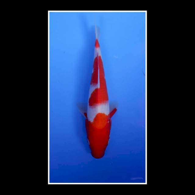 Kohaku Male 23cm