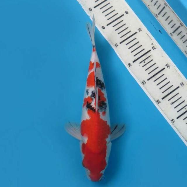 Sanke 32 cm