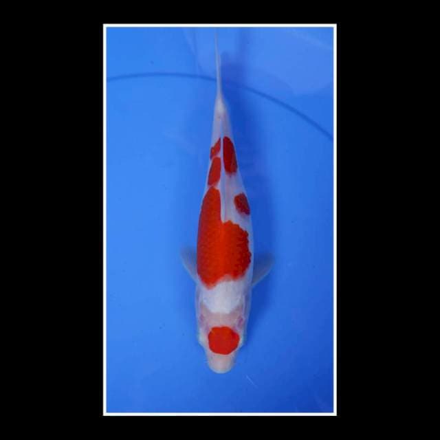 Kohaku Maruten Original