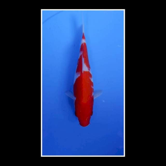 Kohaku Male 25bu