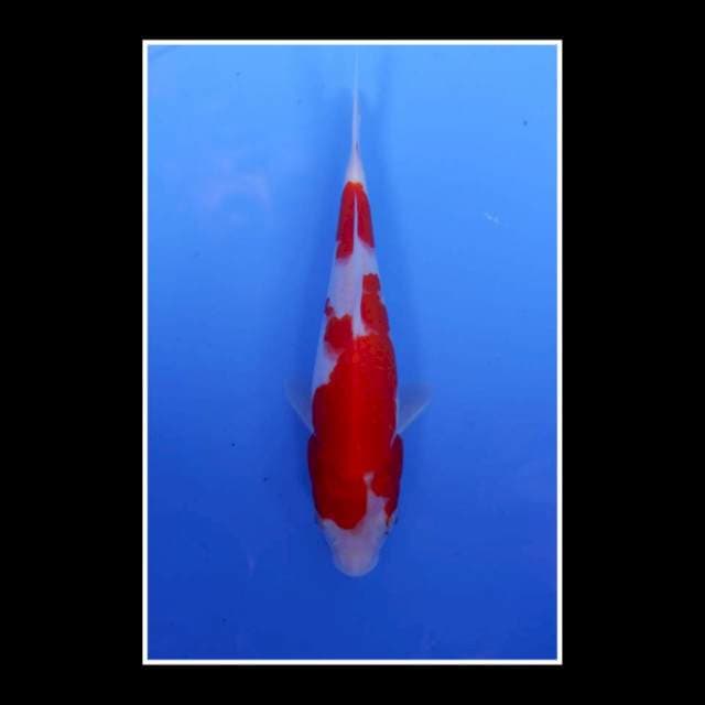 Kohaku Fimale 25bu