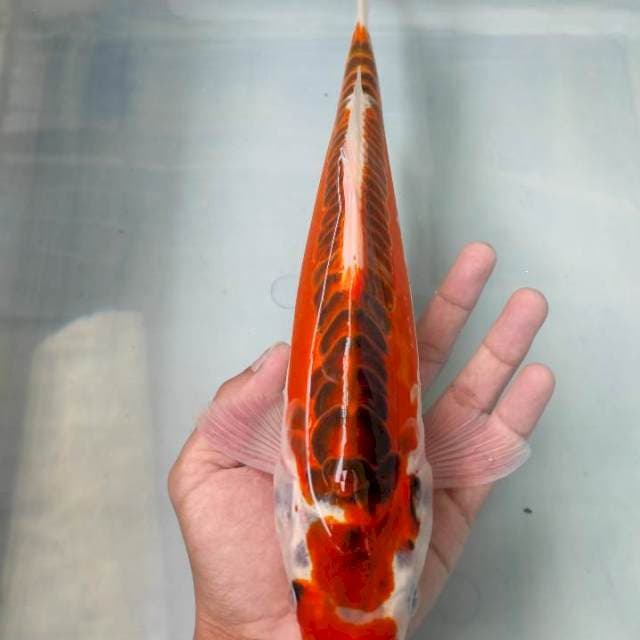 Nais Antikan 32cm