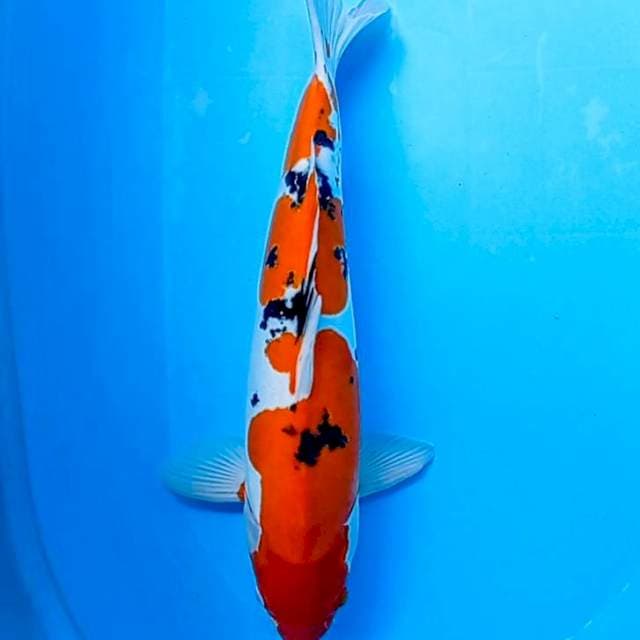 Sanke Doitsu 47,5 cm Ori joss