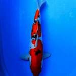 Sanke Doitsu 47,5 cm Ori joss