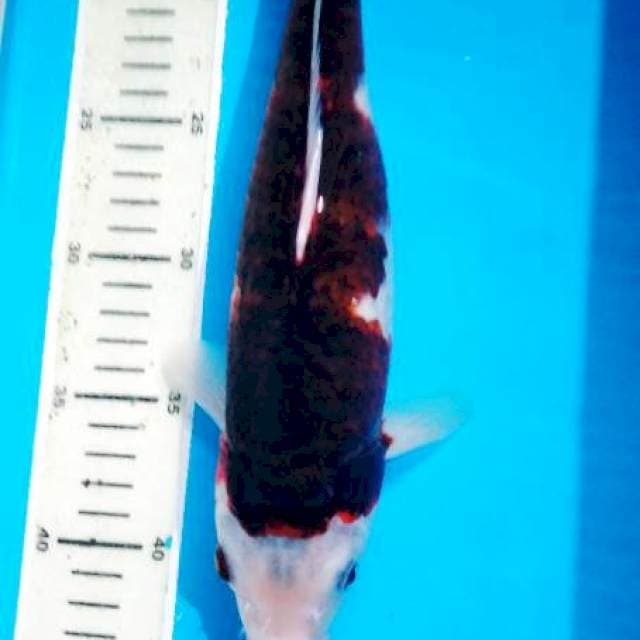 bodo goromo 30 cm
