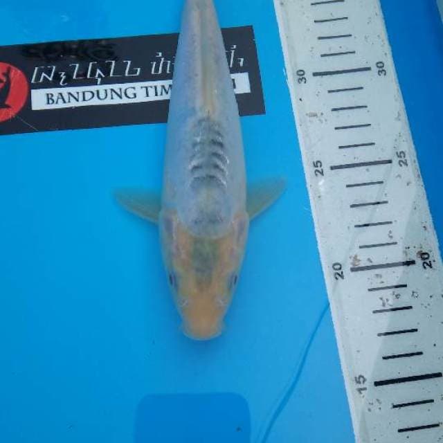 Shusui F1 Prima Koi