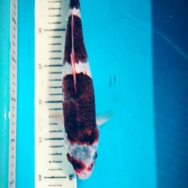 goromo 28 cm