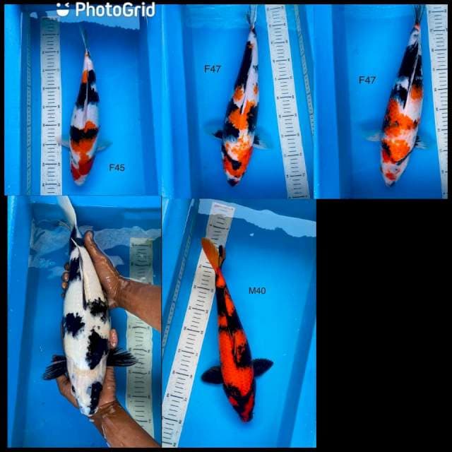 Jumbo Borongan 40-47cm