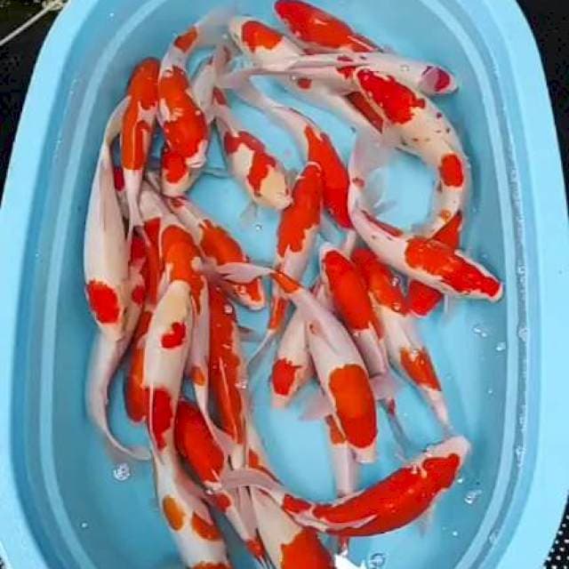 Kohaku full Doitzuu 30ekoe