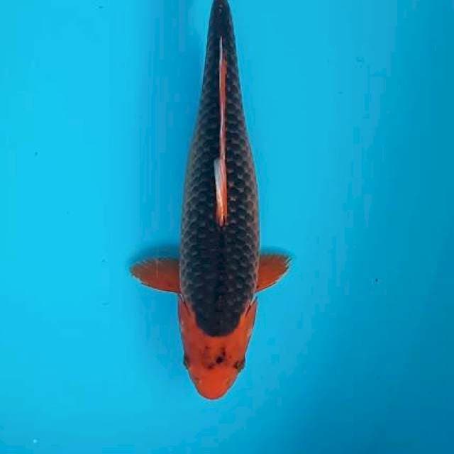 Aka matsuba 43cm