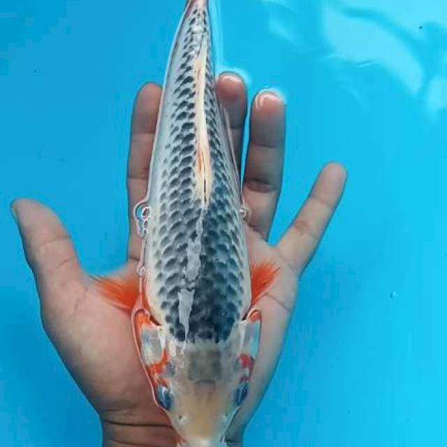Asagi 25cm