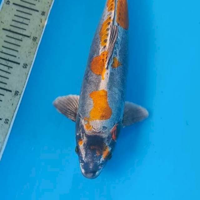 Kikokuryu 43cm